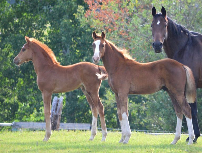 What Is Handicapping In The Horse Racing World?